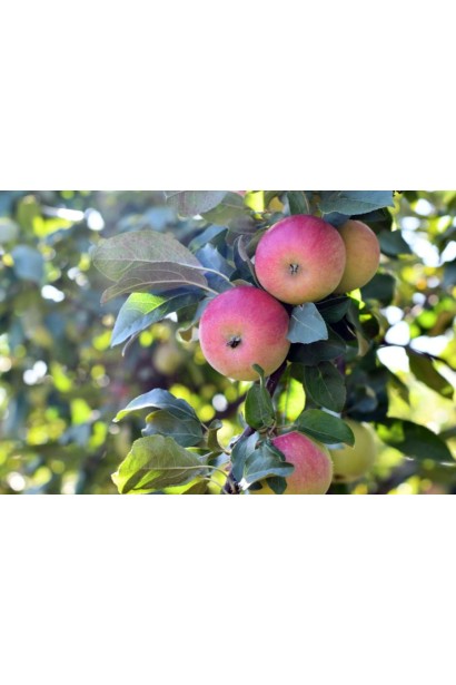 Яблуня домашня Хоней Крісп фото